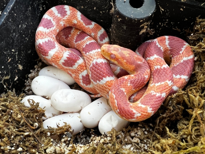 Reverse Okeetee Corn Snake